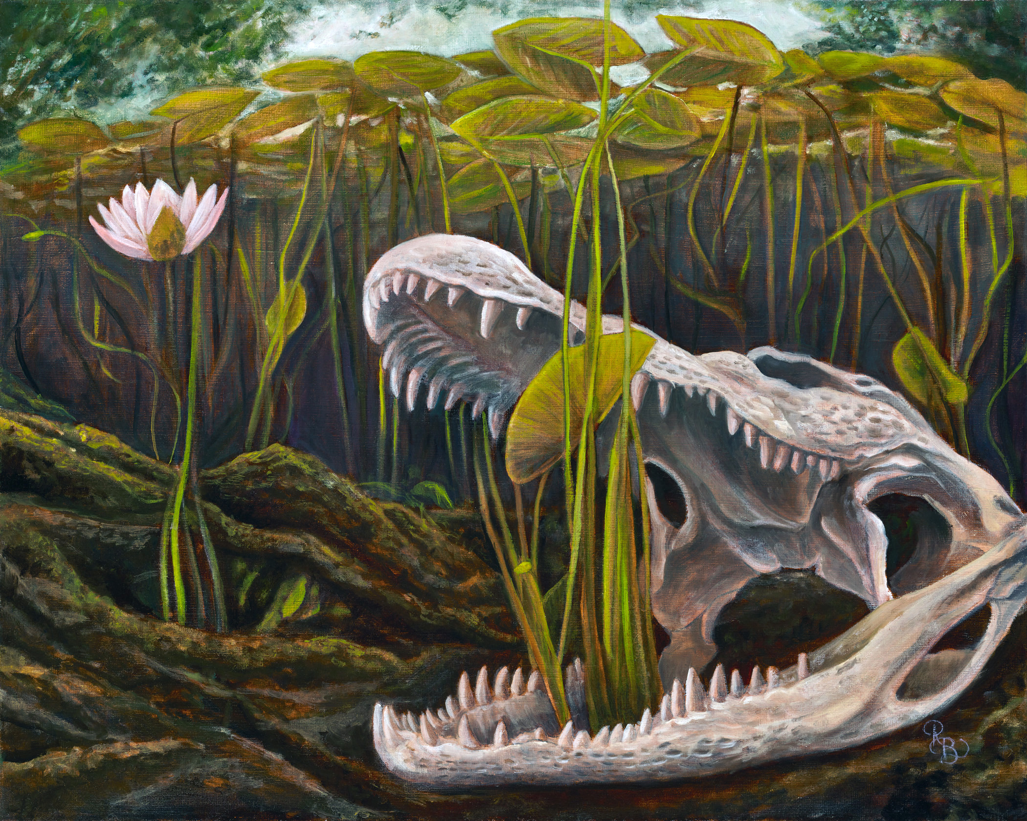 Alligator skull submerged underwater surrounded by lily pads. A cluster of lily pads grow out of the jaws of the skull and reach towards the water's surface.