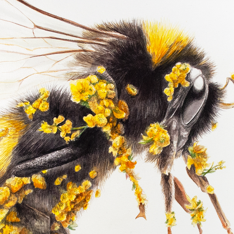 a yellow and black bumblebee covered in yellow flowers similar to the way pollen sticks to the insect's appendages