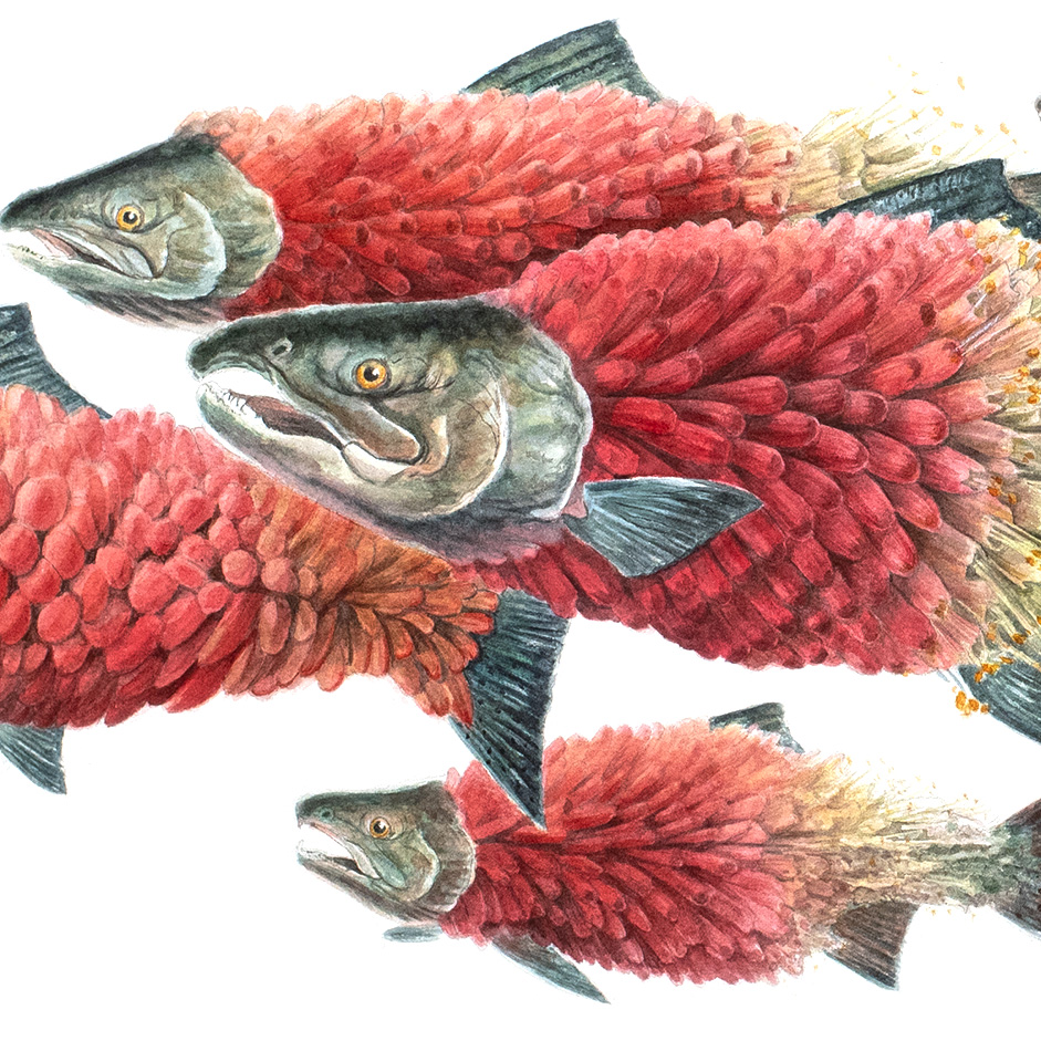 Watercolor painting of a school of 7 salmon bodies morphing into torch lilies, progressing through lifecycle stages. The adult salmon is represented with vibrant red blooms that transition to chartreuse petals and styles with orange-brown stigma and progress to a spawning adult with brown decaying leaves and green egg sacks.